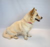 Shellie - Photo 5