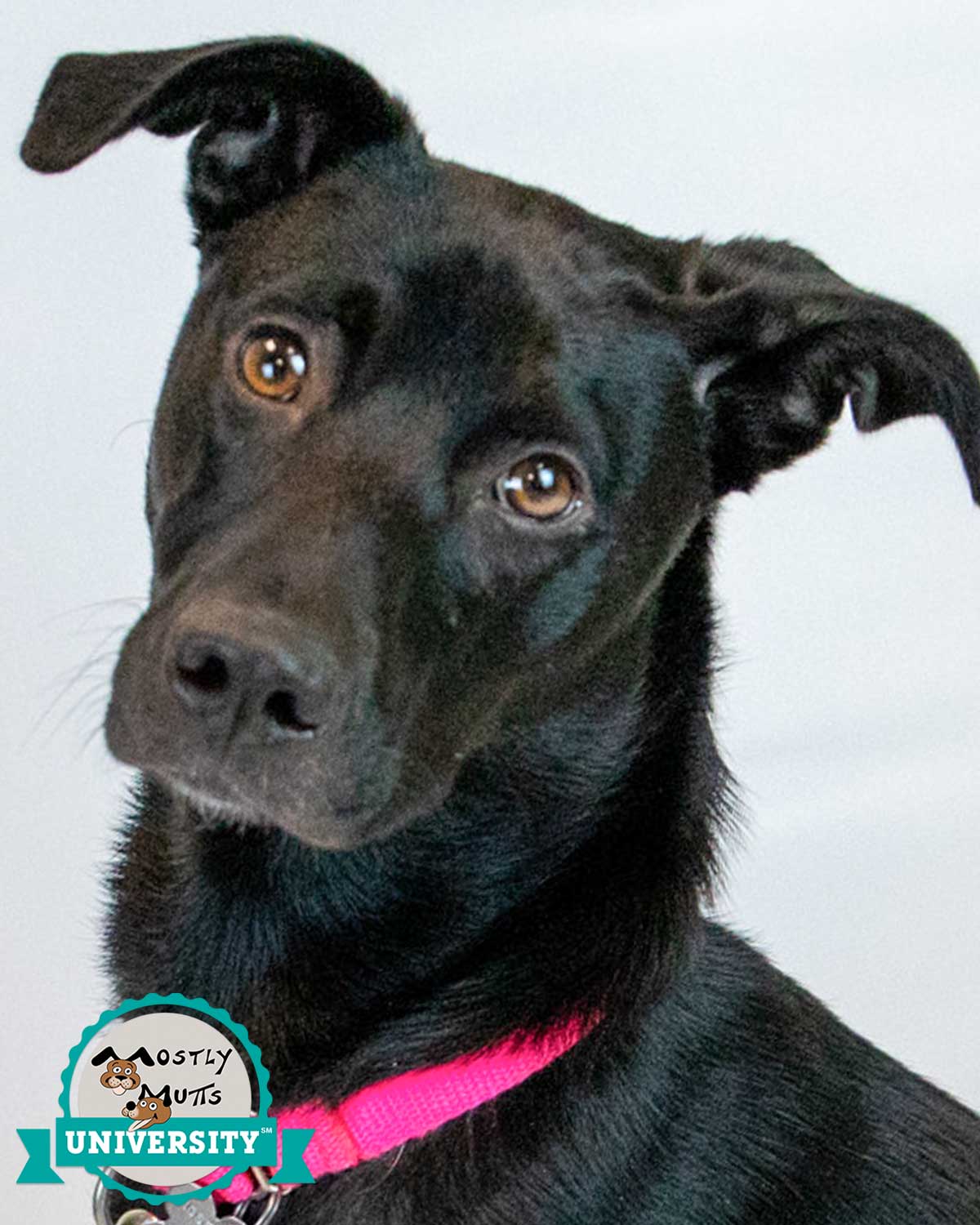Dog for Adoption - Starlight, a Labrador Retriever in Rome, GA | Alpha Paw