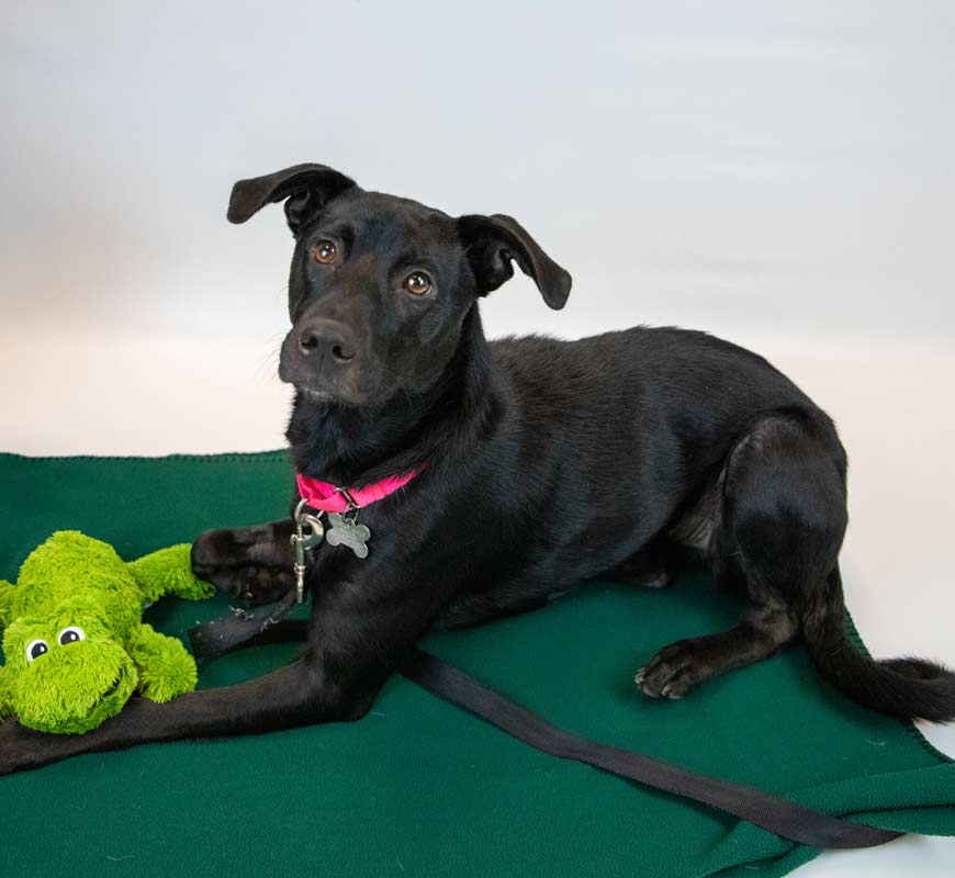 Dog for Adoption - Starlight, a Labrador Retriever in Rome, GA | Alpha Paw