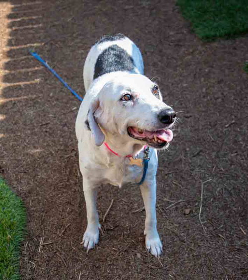 AGNES - Hound / Pointer available for adoption