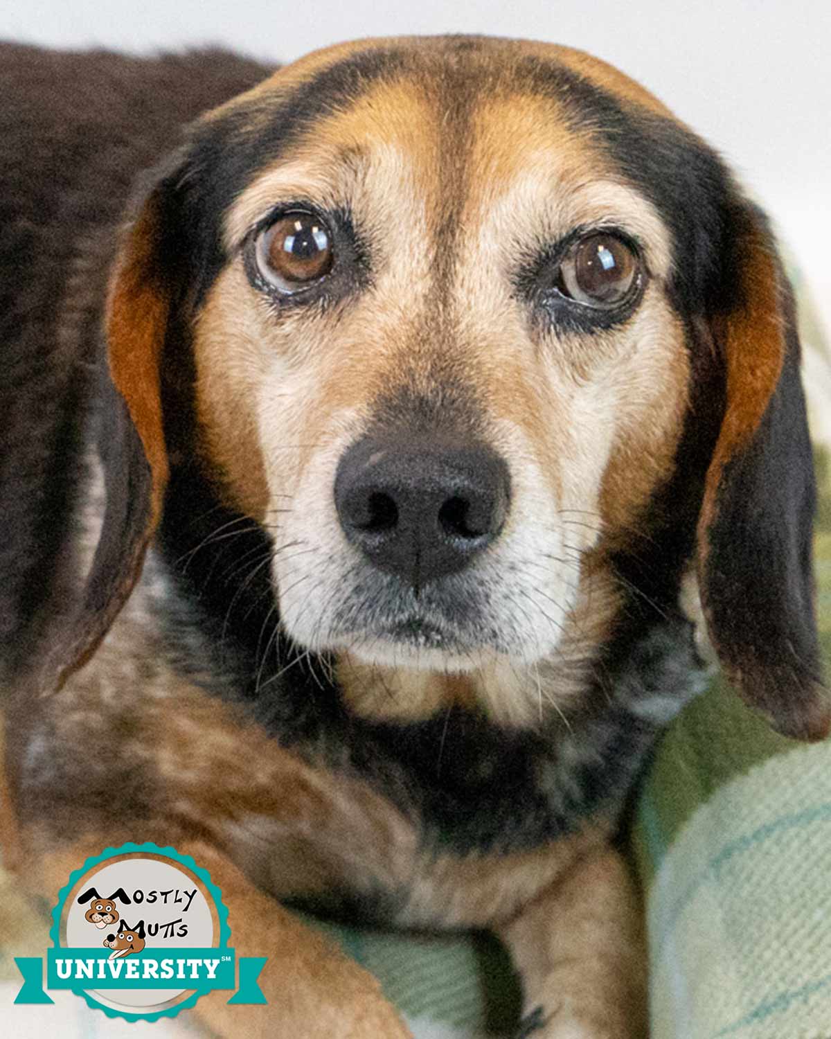 Dog for Adoption - Clayton, a Beagle in Atlanta, GA | Alpha Paw