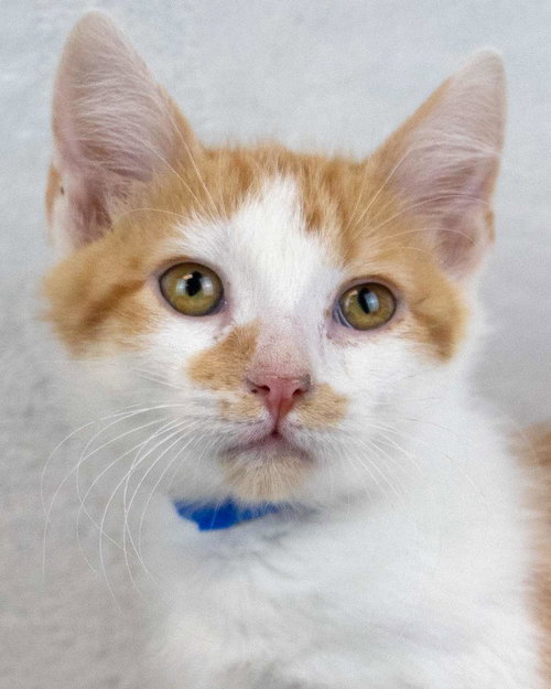 picture of the cat needing adoption