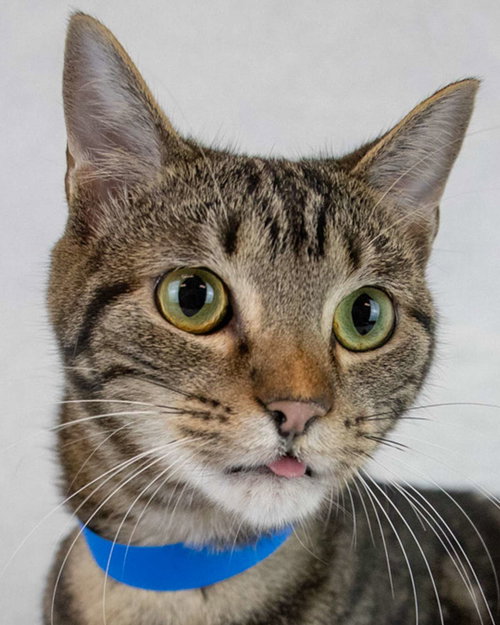 picture of the cat needing adoption