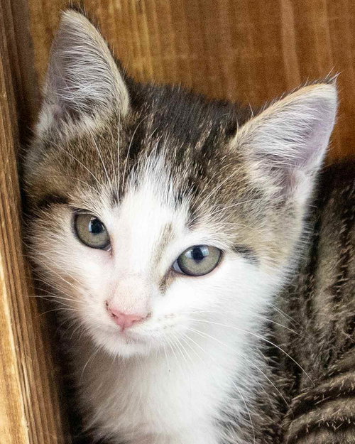 picture of the cat needing adoption