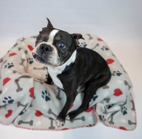 TONY - Boston Terrier available for adoption