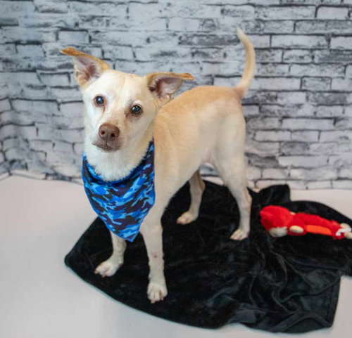 GREYSON - Labrador Retriever / Shepherd available for adoption