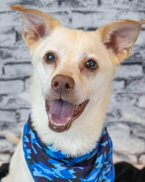 GREYSON - Labrador Retriever / Shepherd available for adoption