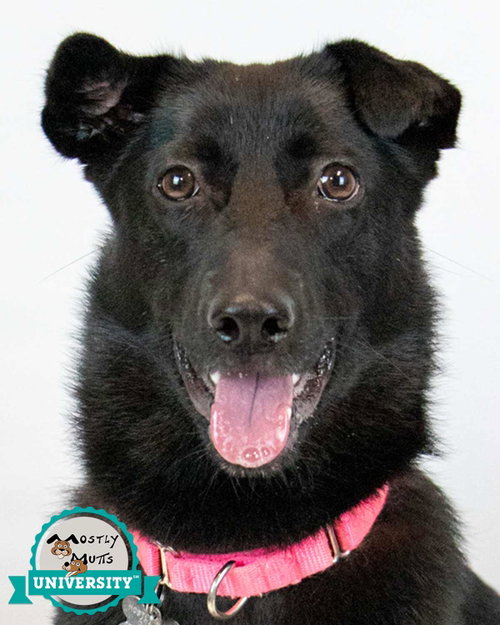 Fiona, an adoptable Shepherd in Kennesaw, GA