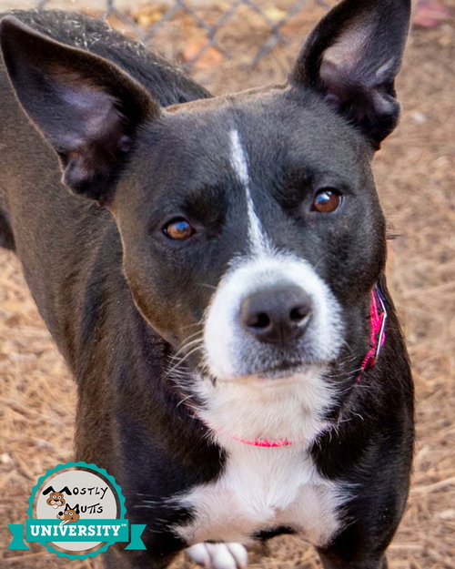 CECELIA - Terrier / Boxer available for adoption