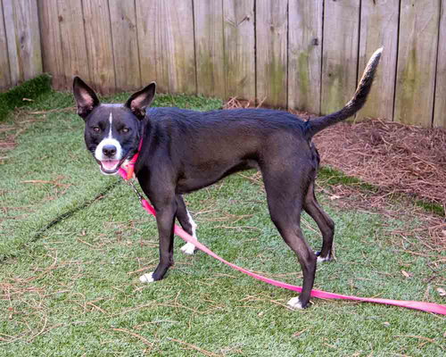 CECELIA - Terrier / Boxer available for adoption