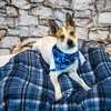 Cody - Photo 4
