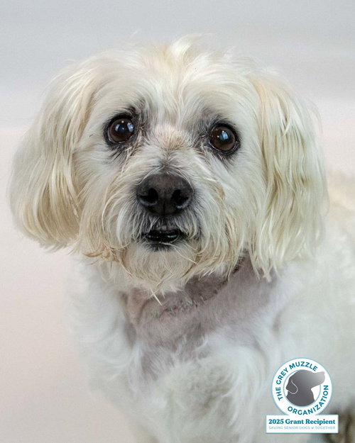 PALMER - Poodle (unknown type) / Maltese available for adoption