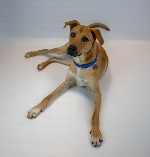 PAXTON - Hound / Labrador Retriever available for adoption