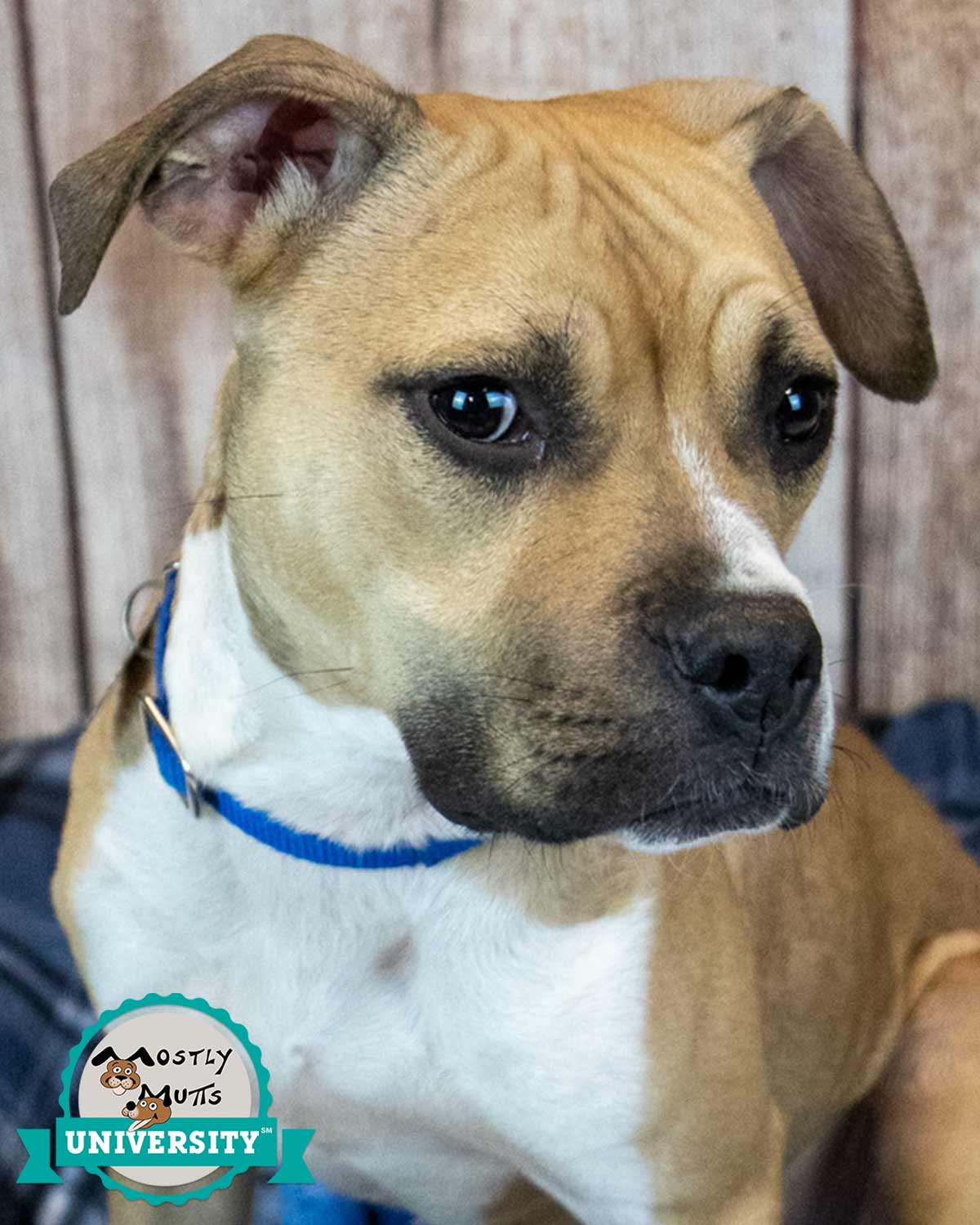 Gizmo Image