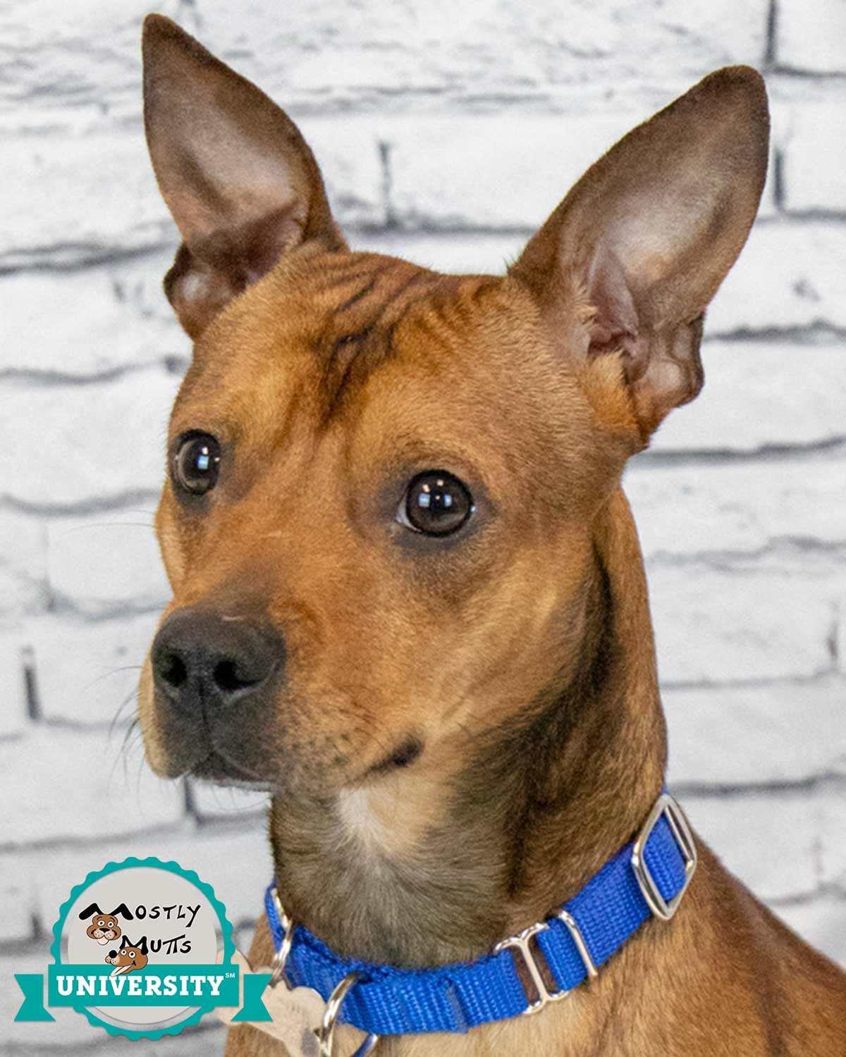 Yogi