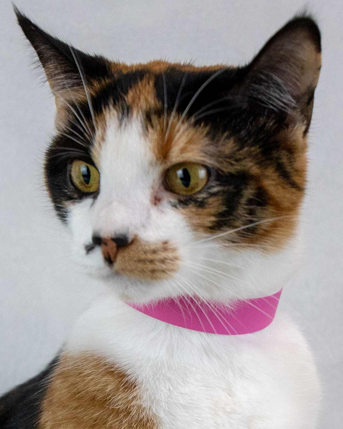 Cleopatra
