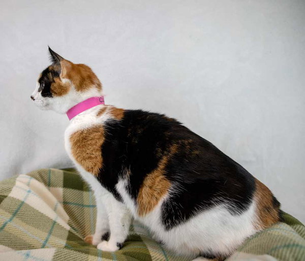 Cleopatra