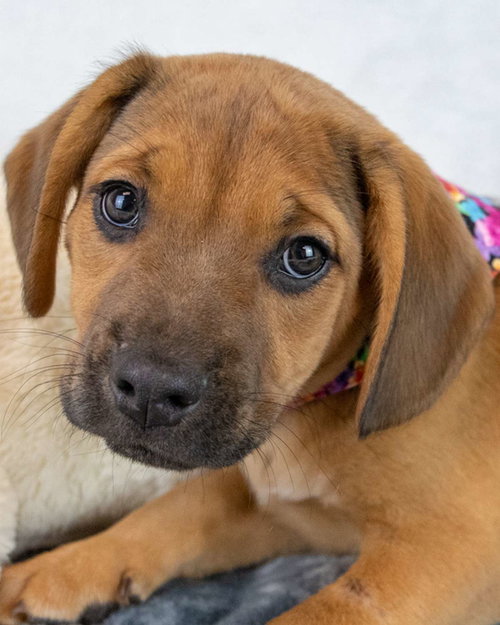 picture of the dog needing adoption