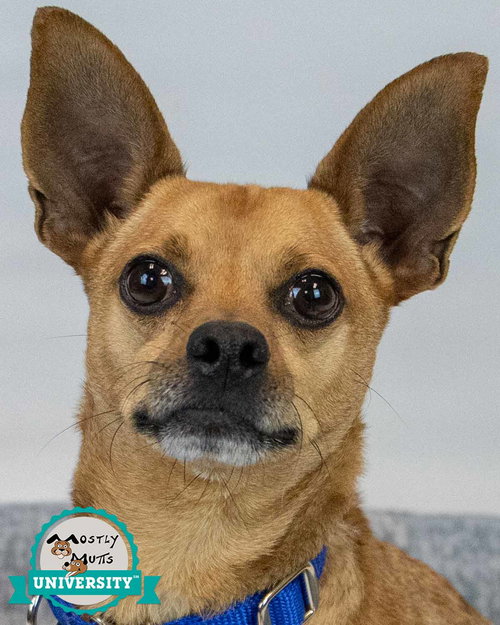 picture of the dog needing adoption