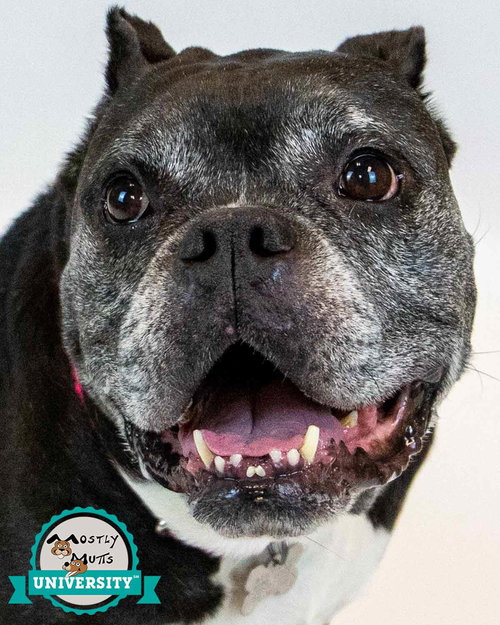 picture of the dog needing adoption