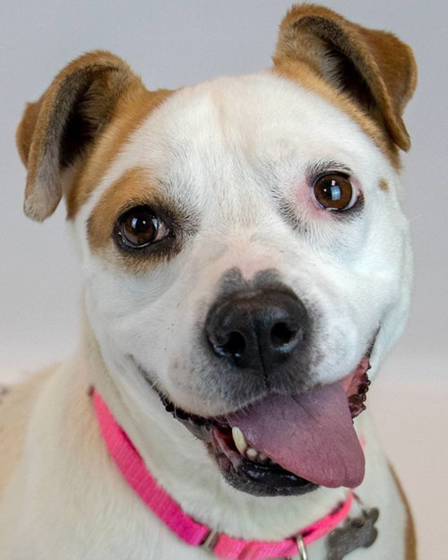 Scarlet, an adoptable Bulldog in Kennesaw, GA