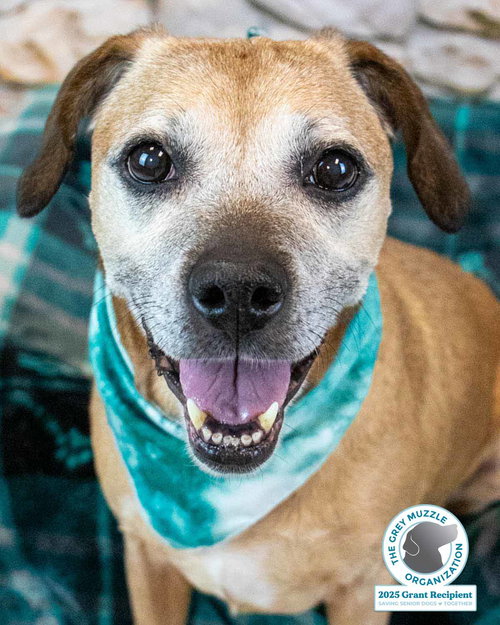 Honeybun, an adoptable Beagle in Kennesaw, GA