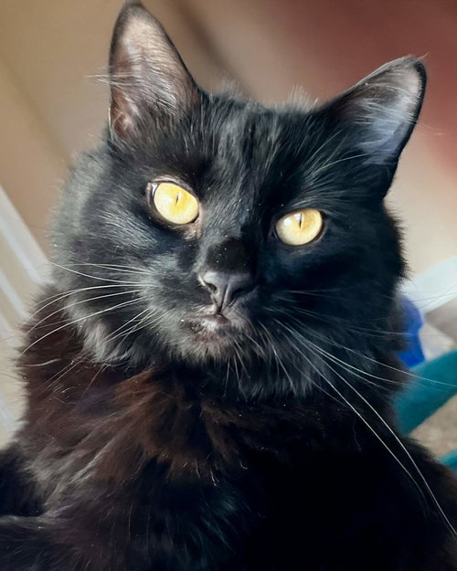 picture of the cat needing adoption