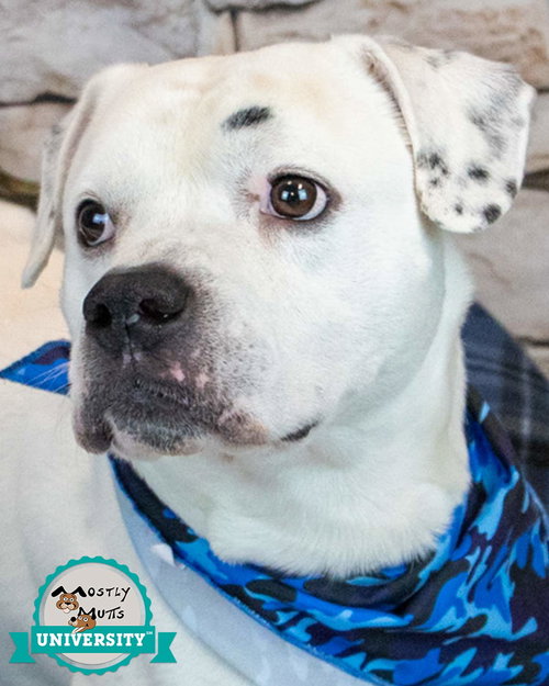 picture of the dog needing adoption