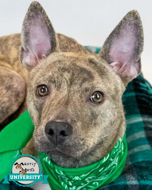 picture of the dog needing adoption