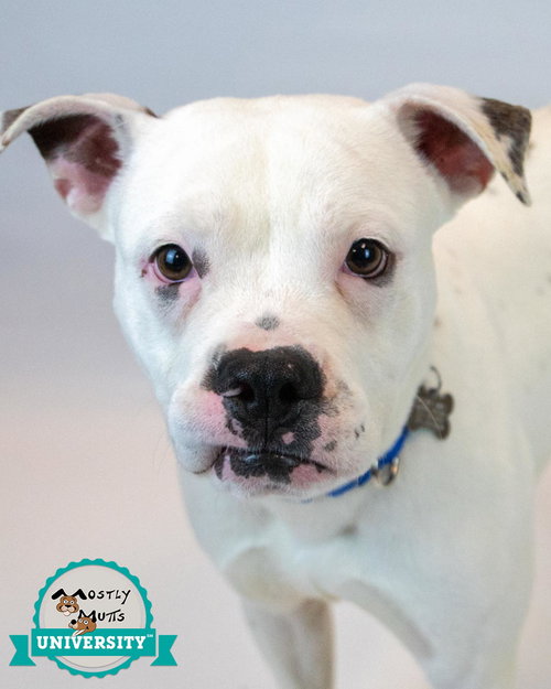 Zephyr, an adoptable Bulldog in Kennesaw, GA