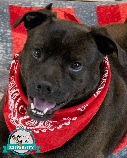 Yvette, an adoptable Pug in Kennesaw, GA