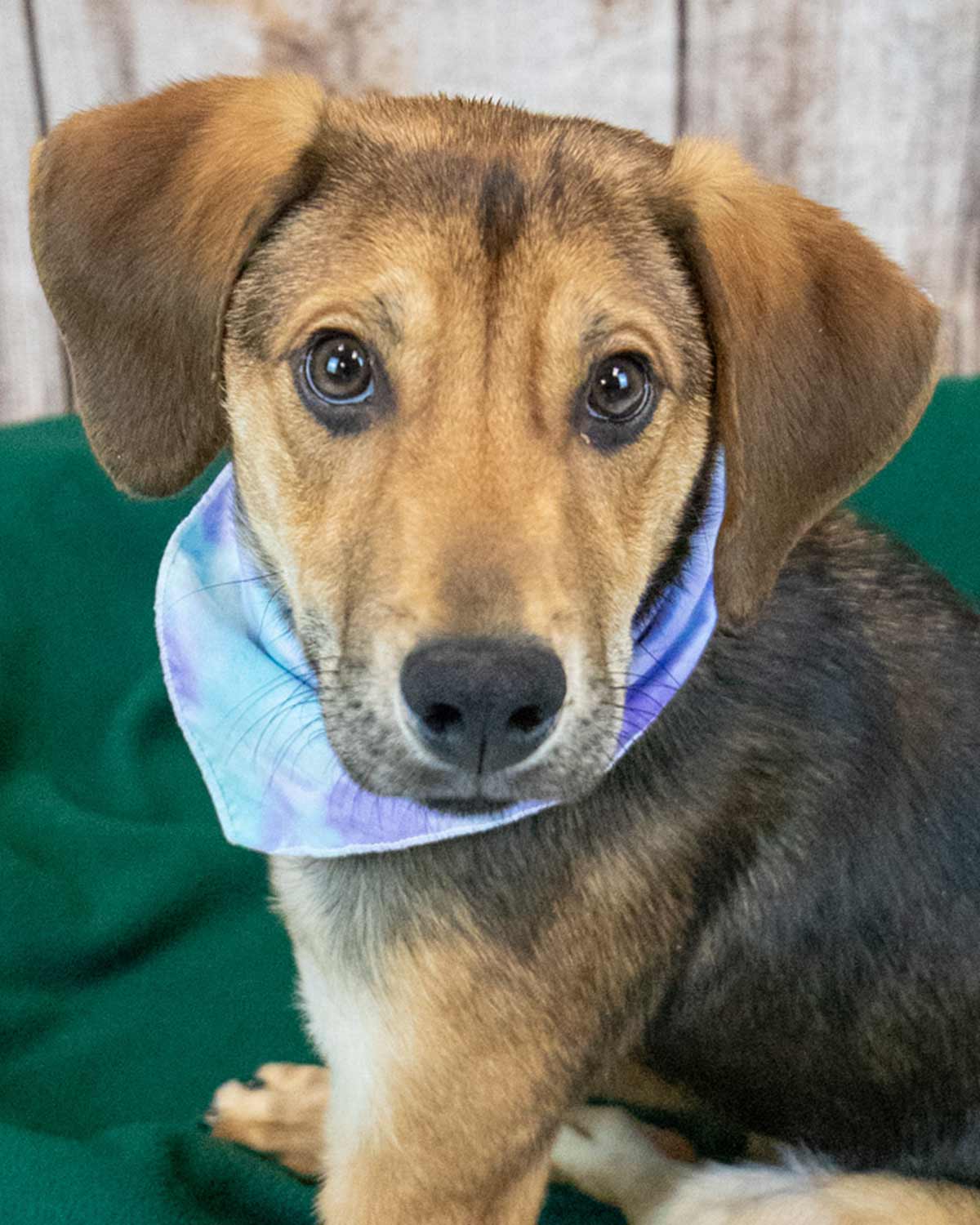 Shiloh