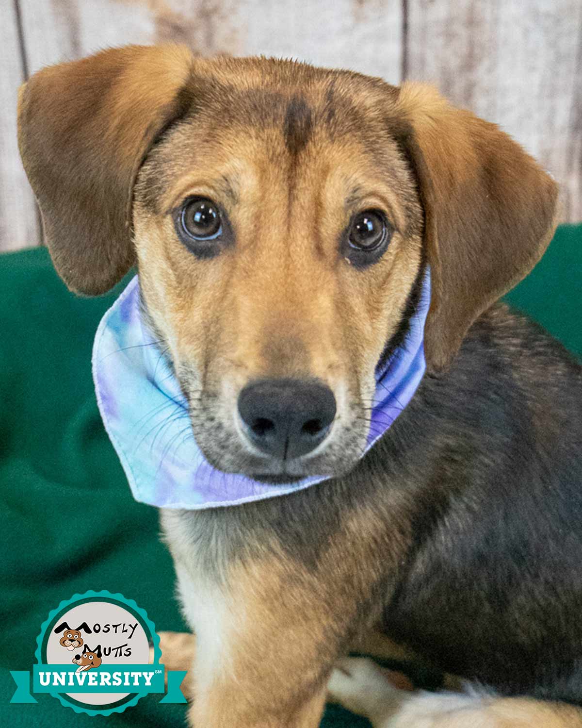 Shiloh Image
