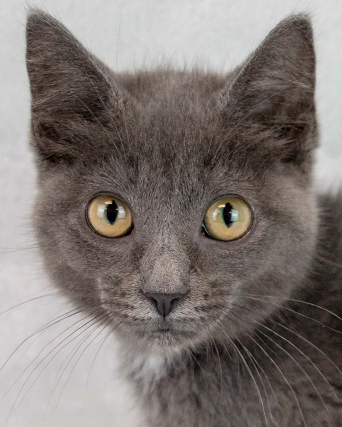Gina Image