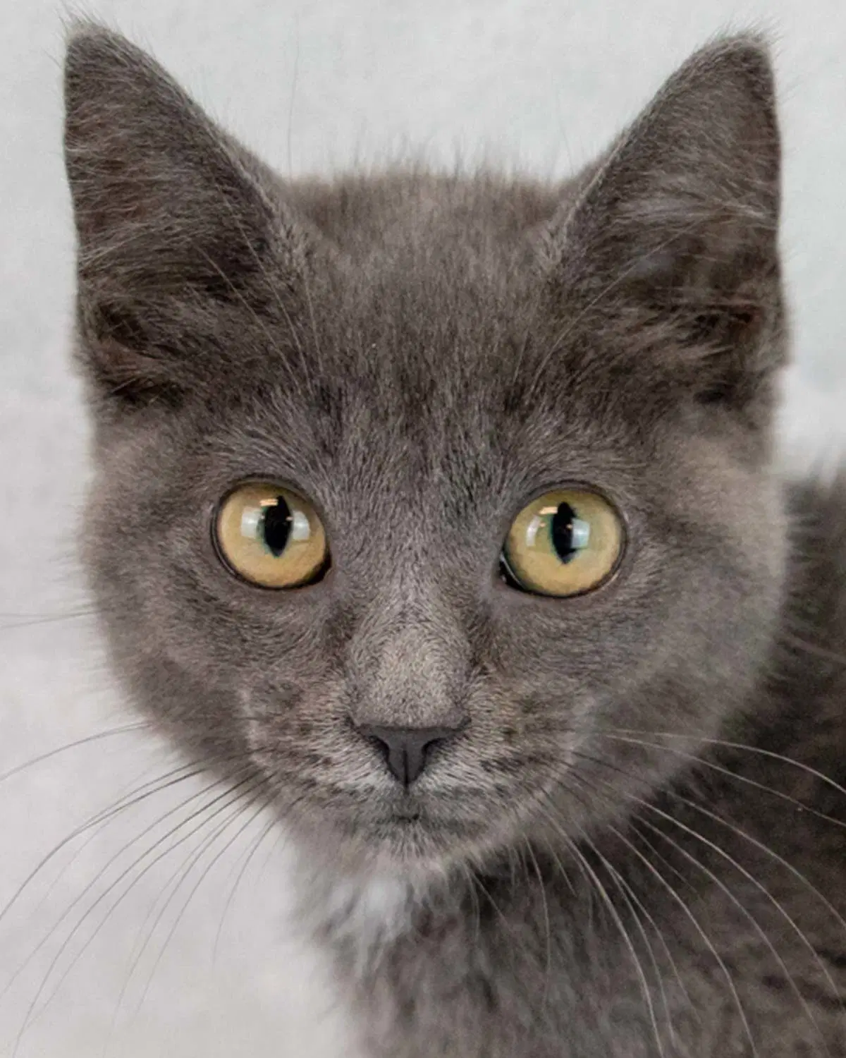 Gina image 1