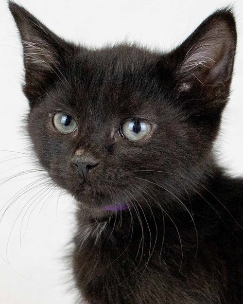 Lime, an adoptable Domestic Short Hair in Kennesaw, GA