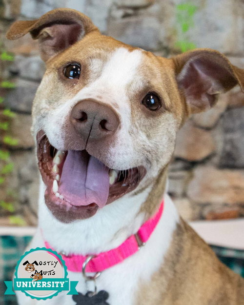 Taryn, an adoptable Boxer in Kennesaw, GA