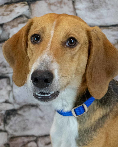 Elana, an adoptable Treeing Walker Coonhound in Kennesaw, GA