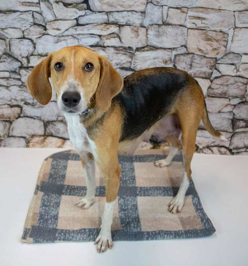 ELANA - Treeing Walker Coonhound available for adoption