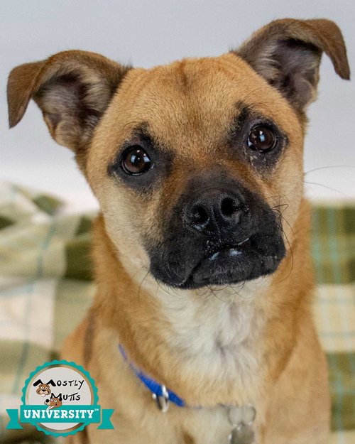 Scamp, an adoptable Pug in Kennesaw, GA