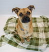 Scamp - Photo 2