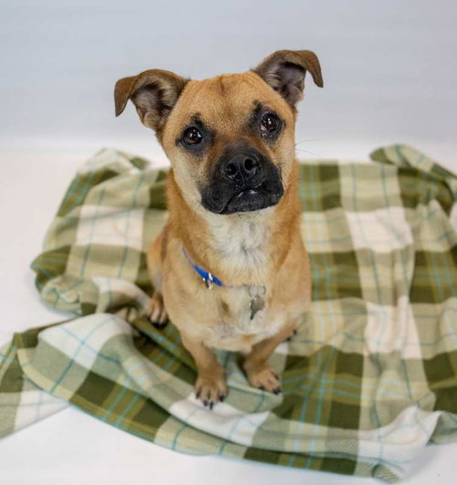 SCAMP - Pug / Corgi available for adoption