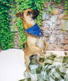 Scamp - Photo 3