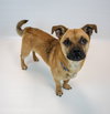Scamp - Photo 4