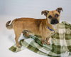 Scamp - Photo 5