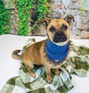 Scamp - Photo 6