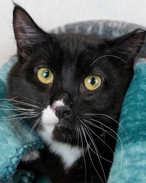 Caspian, an adoptable Domestic Medium Hair in Kennesaw, GA