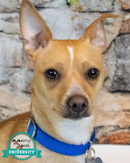 Pascal, an adoptable Chihuahua in Kennesaw, GA
