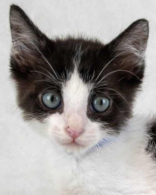 Finn, an adoptable Domestic Short Hair in Kennesaw, GA