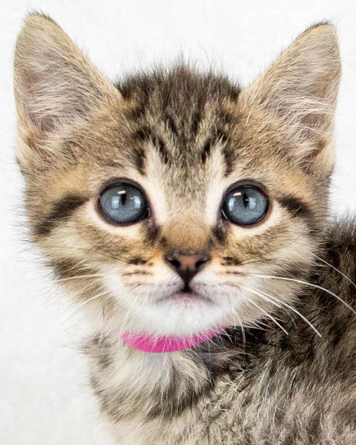 Shannon, an adoptable Domestic Short Hair in Kennesaw, GA